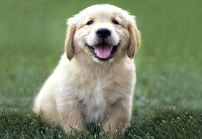 Hondenadvies: Voed uw puppy van begin af aan goed op, dan heeft u er jaren plezier van!